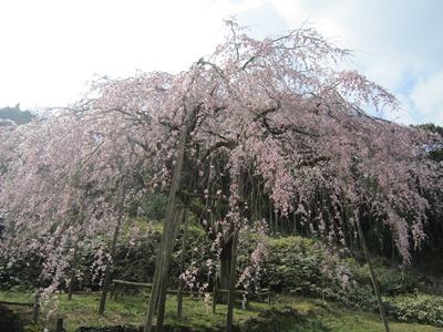 平成29年3月27日に撮影したしだれ桜の7分咲きの写真