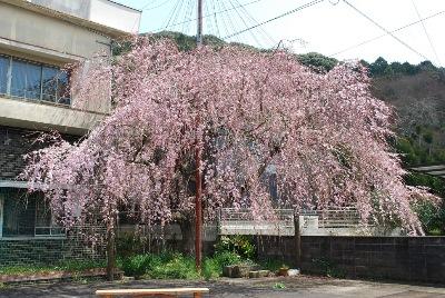 平成29年3月28日に撮影したしだれ桜の7分咲きの写真