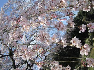 平成29年3月28日に撮影したしだれ桜の写真