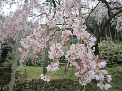 平成29年3月29日に撮影したしだれ桜の8分咲き(満開)の写真