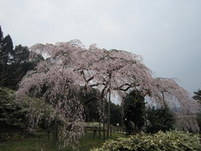 平成29年3月29日に撮影したしだれ桜の8分咲き(満開)の写真