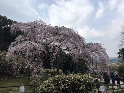 平成29年3月30日に撮影したしだれ桜の写真