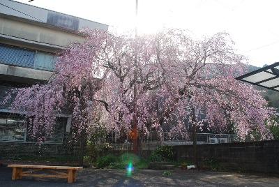 平成29年3月30日に撮影したしだれ桜の8分咲き(満開)の写真