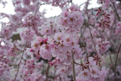 平成29年3月30日に撮影したしだれ桜の8分咲き(満開)の写真