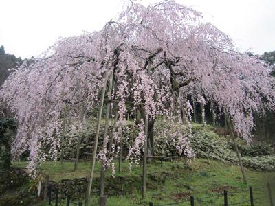 平成29年3月31日に撮影したしだれ桜の様子の写真
