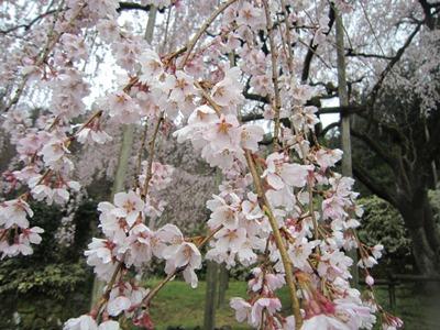 平成29年3月31日に撮影したしだれ桜の様子の写真