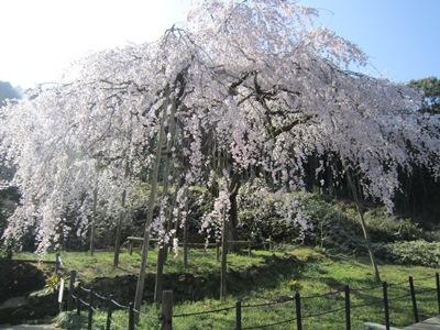 平成29年4月3日に撮影したしだれ桜の様子の写真