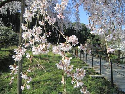 平成29年4月3日に撮影したしだれ桜の様子の写真