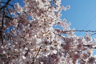 平成29年4月3日に撮影したしだれ桜の写真