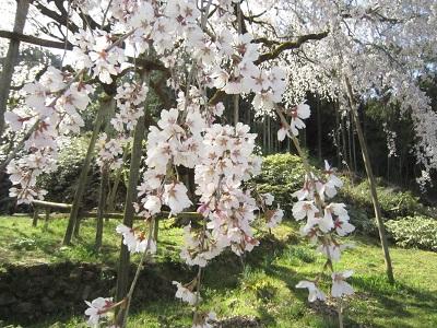 平成29年4月4日に撮影したしだれ桜の様子の写真
