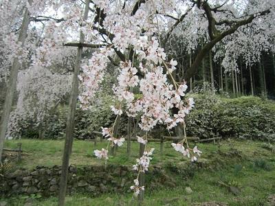 平成29年4月5日に撮影したしだれ桜の様子の写真