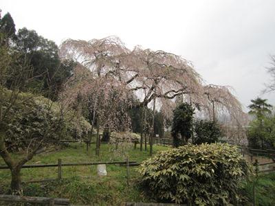 平成29年4月6日に撮影したしだれ桜の散り始めの写真