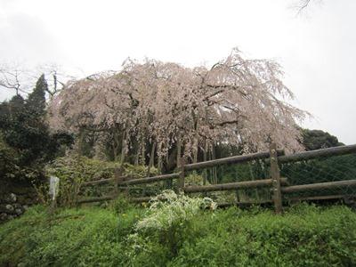 平成29年4月6日に撮影したしだれ桜の散り始めの写真