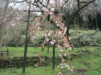 平成29年4月7日に撮影したしだれ桜の様子の写真