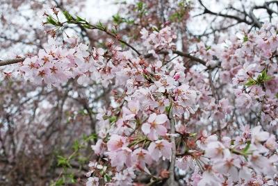 平成29年4月7日に撮影したしだれ桜の葉桜の写真