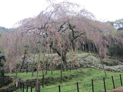 平成29年4月10日に撮影したしだれ桜の様子の写真