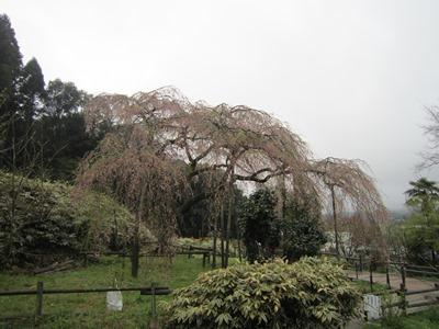 平成29年4月10日に撮影したしだれ桜の様子の写真