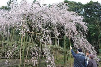 田ノ頭の枝垂れ桜の写真