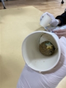 miso