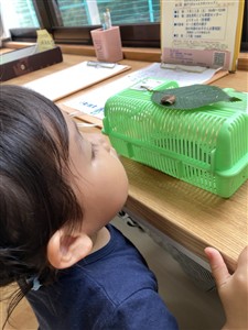 カタツムリ