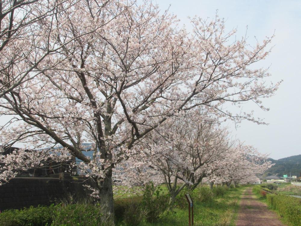 桜づつみ河川公園の桜の写真