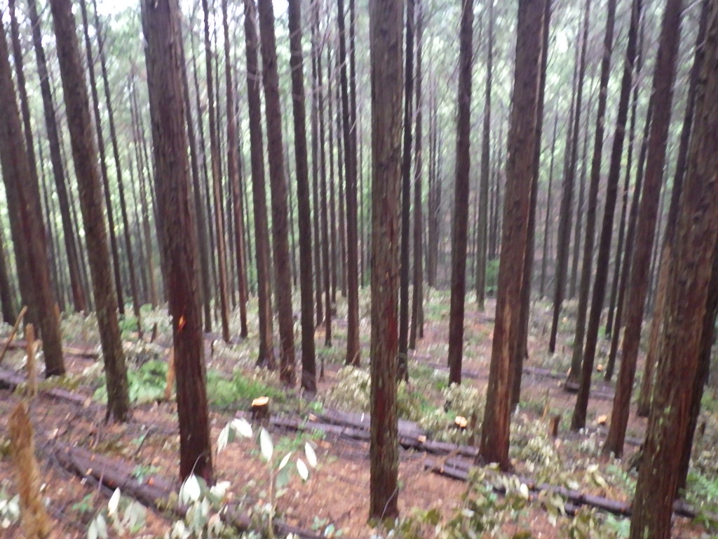 保育間伐を実施した人工林