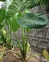 里芋の葉の写真