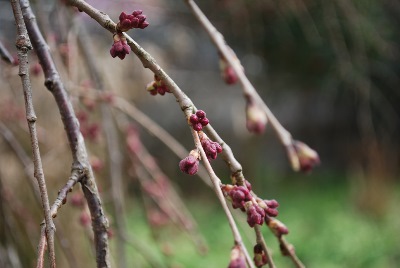 平成30年3月12日に撮影したしだれ桜の写真