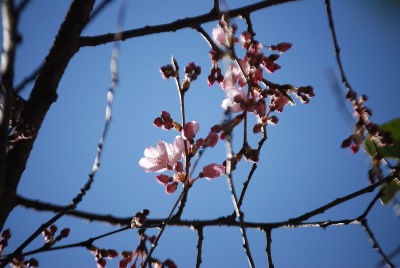 平成30年3月14日に撮影したしだれ桜の写真