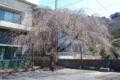 平成30年3月14日に撮影したしだれ桜の写真