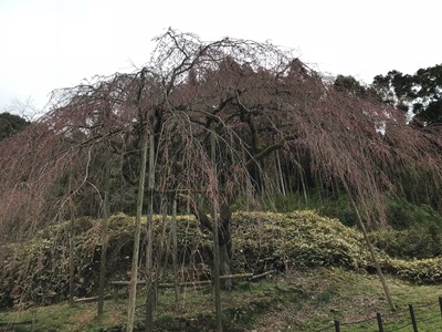 平成30年3月16日に撮影したしだれ桜の様子の写真