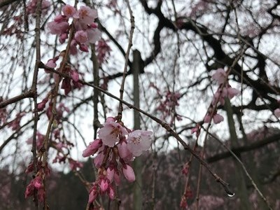 平成30年3月19日に撮影したしだれ桜の様子の写真