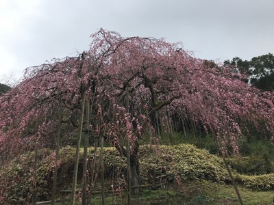 平成30年3月19日に撮影したしだれ桜の様子の写真