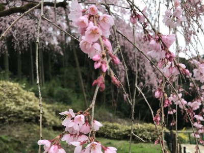 平成30年3月20日に撮影したしだれ桜の様子の写真