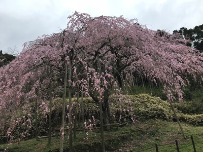 平成30年3月20日に撮影したしだれ桜の様子の写真