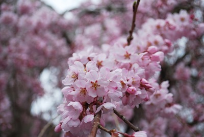 平成30年3月20日に撮影したしだれ桜の8分咲き(満開)の写真