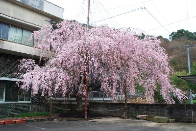 平成30年3月20日に撮影したしだれ桜の8分咲き(満開)の写真