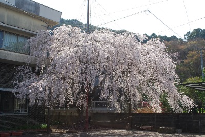 教育委員会分室前の桜の写真