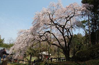 今年の満開頃（3月29日）に撮影したしだれ桜の写真