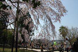 しだれ桜の29日のお昼頃に撮影した風景の写真