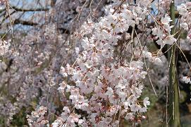 しだれ桜の29日のお昼頃に撮影した風景の写真