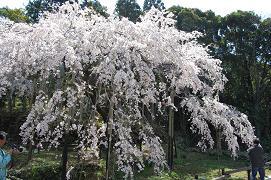 遠景(4月3日)に撮影したしだれ桜の写真