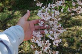 近景(4月3日)に撮影したしだれ桜の写真