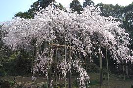 平成21年3月17日に更新したしだれ桜の遠景の写真