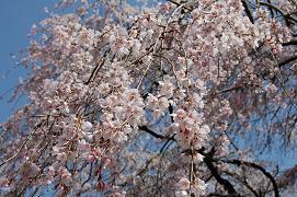 平成21年3月17日に更新したしだれ桜の近景の写真