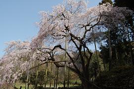 平成21年3月17日に更新したしだれ桜の写真