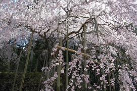 平成21年3月17日に更新したしだれ桜の写真