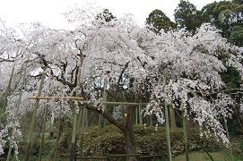 平成21年3月19日に更新したしだれ桜の遠景の写真