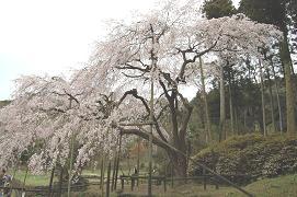 平成21年3月19日に更新したしだれ桜の写真