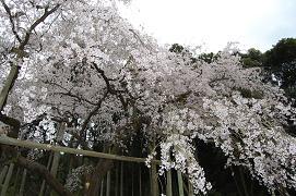平成21年3月19日に更新したしだれ桜の写真